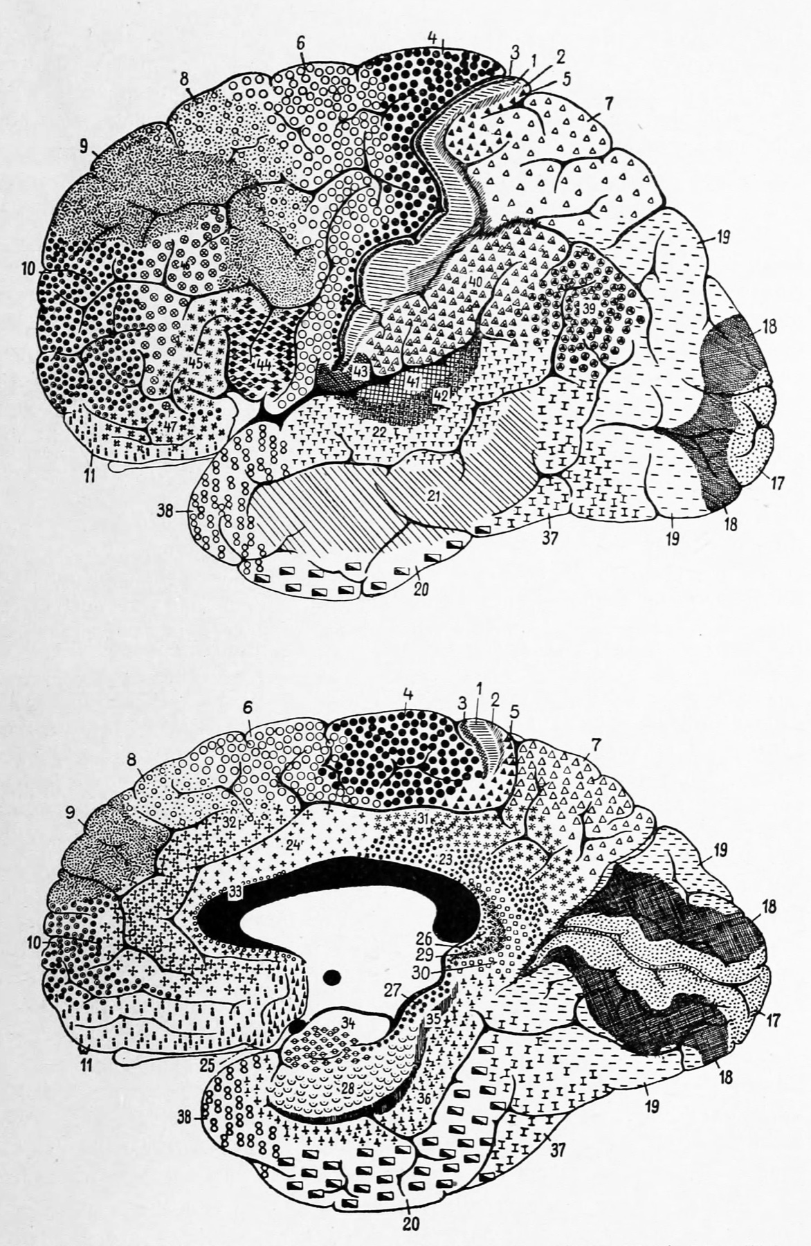 Prancha histórica das áreas de Brodmann de 1909, mostrando a superfície lateral e medial do hemisfério com os campos citoarquitetônicos — o mapa funcional que sustenta a ideia de domínio por área.