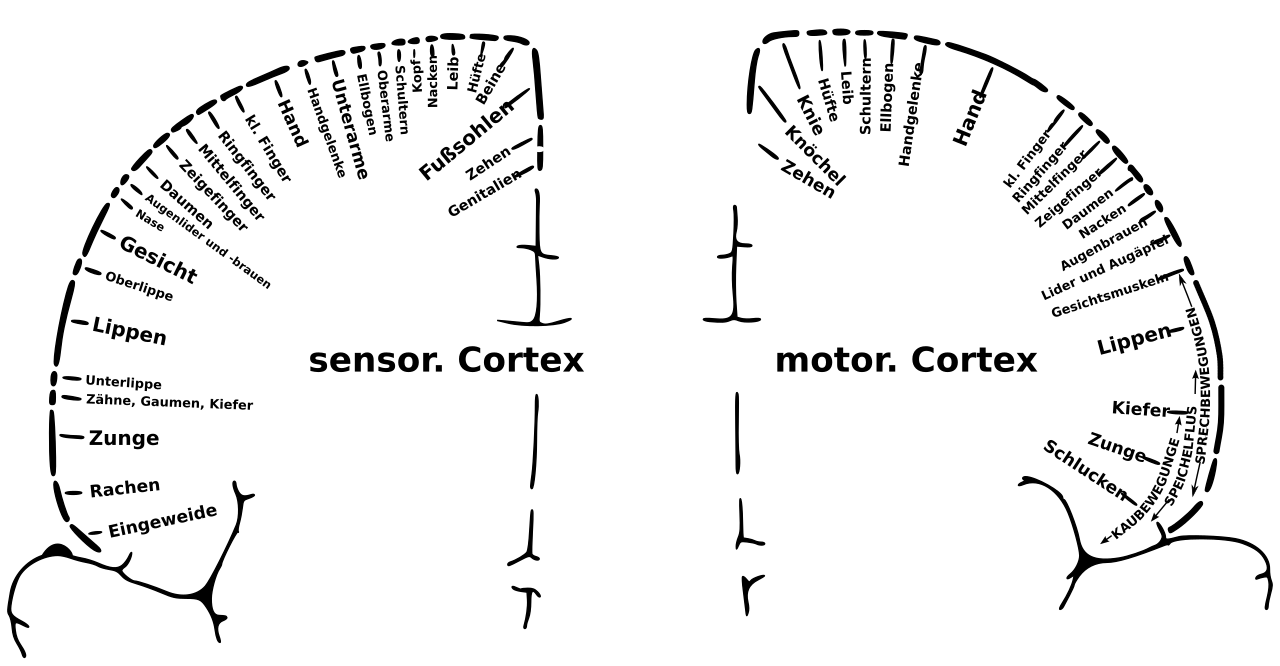 Homúnculo sensitivo e motor: mapa somatotópico cortical, com a mão e o rosto amplamente representados no giro pré-central.