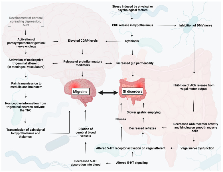 Infográfico sobre a relação migrânea × trato gastrointestinal × microbiota, destacando esvaziamento gástrico mais lento e náusea.