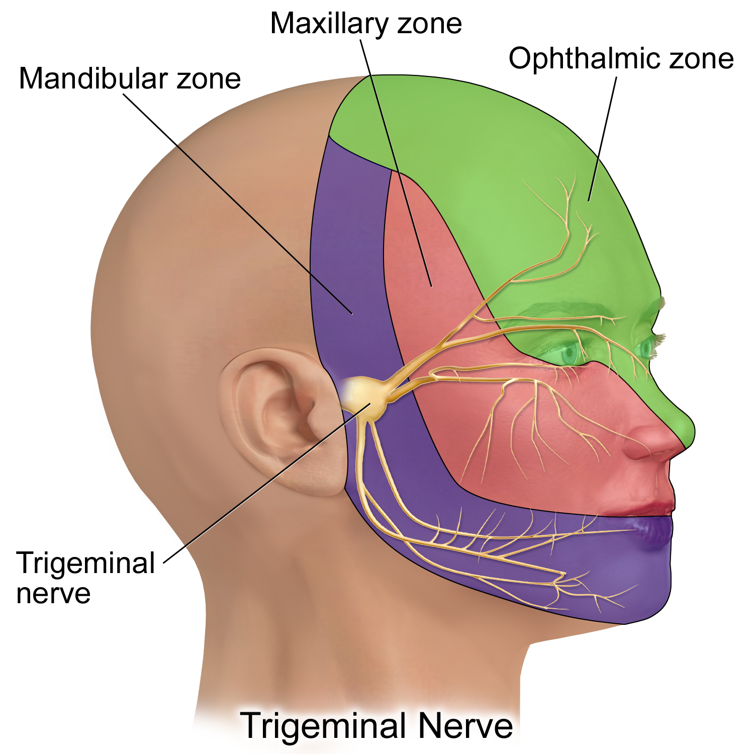 Diagrama anatômico do nervo trigêmeo com os territórios cutâneos das três divisões: V1 oftálmico, V2 maxilar e V3 mandibular.