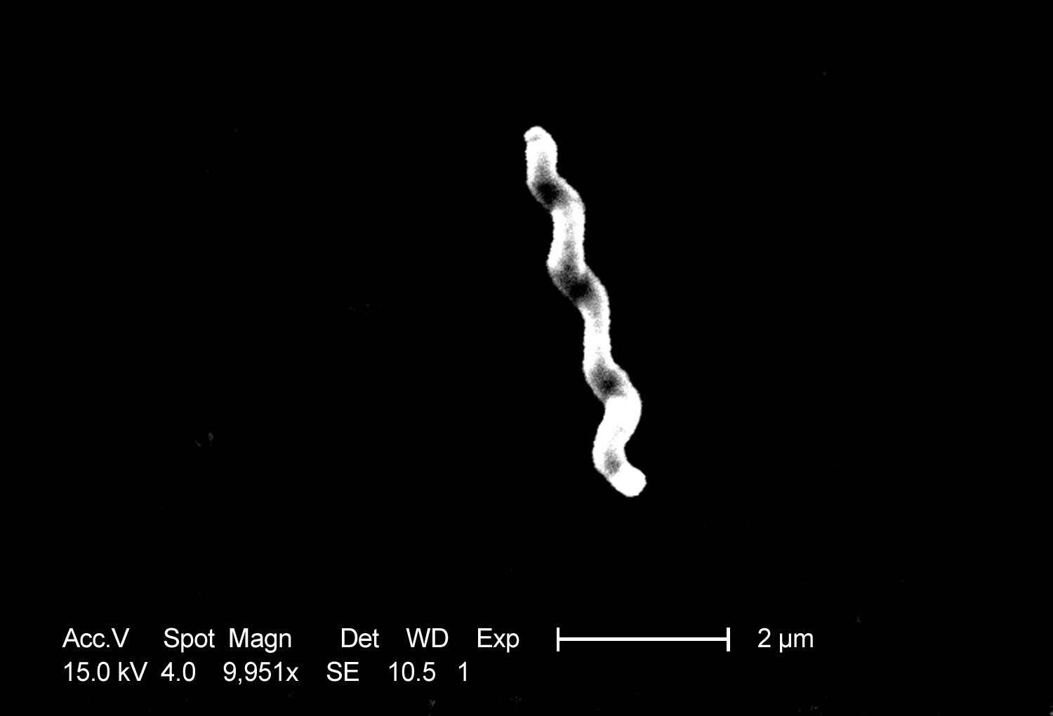 Microscopia eletrônica de varredura (SEM, 9 951×) de um bacilo Gram-negativo espiralado de Campylobacter jejuni; barra de escala 2 µm. CDC PHIL 5781, domínio público.