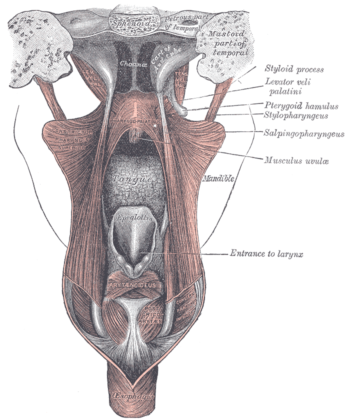 Prancha de atlas (Gray 1028): dissecção posterior dos músculos do palato mole e faringe superior — levator e tensor do véu palatino, constritor faríngeo superior, uvula, epiglote e entrada laríngea — território bulbar de fonação e deglutição na generalização da miastenia gravis.