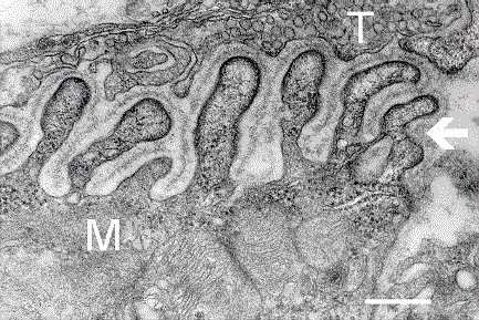 Micrografia eletrônica de junção neuromuscular em corte transversal: terminal axônico marcado com T, fibra muscular marcada com M, seta nas pregas juncionais; barra de escala 0,3 µm