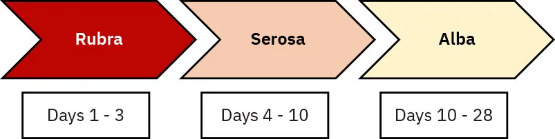 Esquema da progressão de cor dos lóquios: rubra (vermelho) para serosa (rosado) e alba (amarelado).