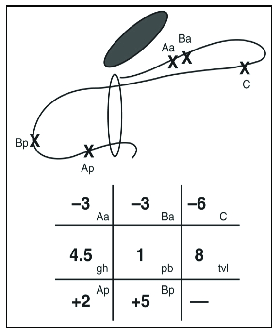 Grade 3×3 oficial do POP-Q com o esquema dos seis pontos anterior/ápice/posterior referenciados ao plano do hímen.