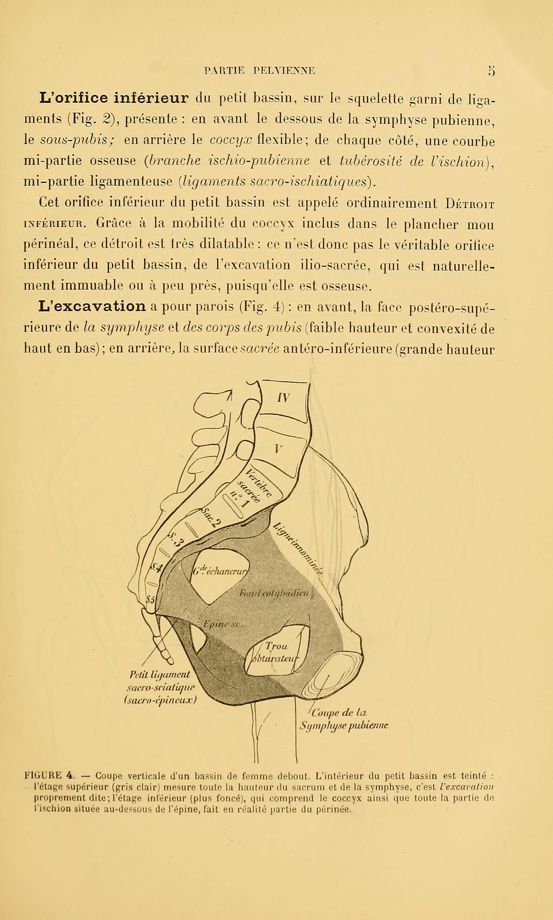 Corte vertical de pelve feminina em pé — Farabeuf 1908