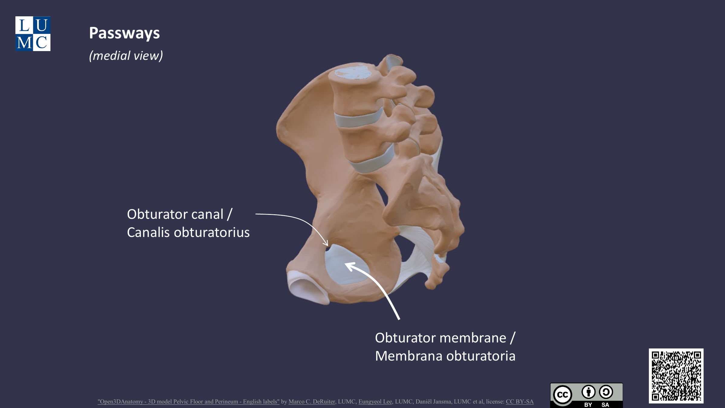 Membrana e canal obturatórios — vista medial