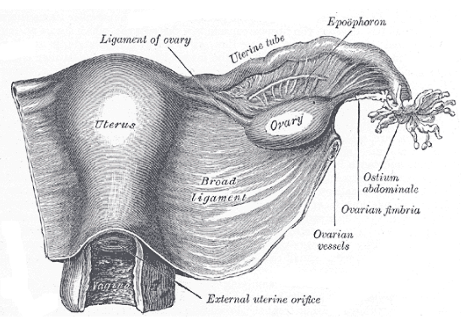 Prancha anatômica: útero e ligamento largo direito vistos por trás, com ovário tracionado para baixo, tuba e ligamentos ovariano e suspensório legíveis.