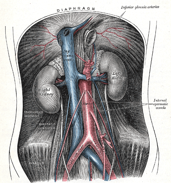 Prancha anatômica da aorta abdominal e ramos, com bifurcação aórtica, artérias ilíacas e ramos gonadais.