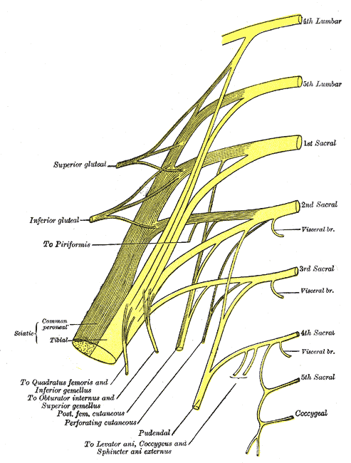 Prancha anatômica do plano dos plexos sacral e pudendo (Gray, prancha 828).