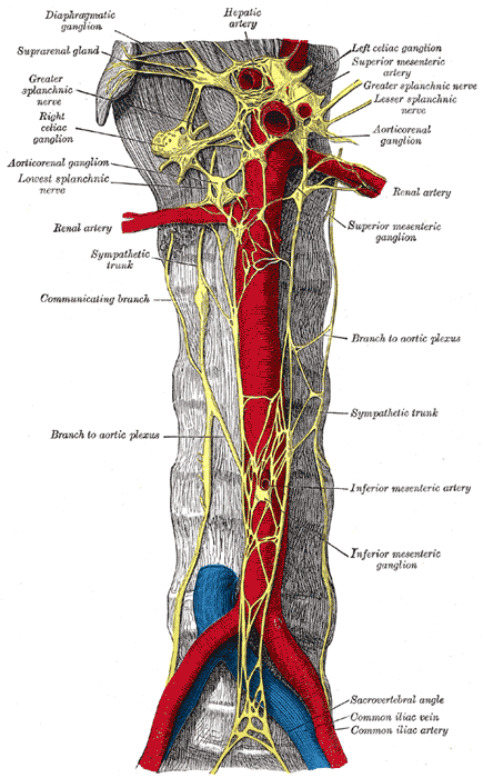 Prancha anatômica da porção abdominal do tronco simpático com plexos celíaco e hipogástricos (Gray, prancha 847).