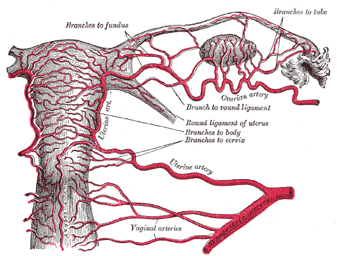 Prancha anatômica das artérias pélvicas femininas com artéria uterina e ramos (Gray, prancha 1170).