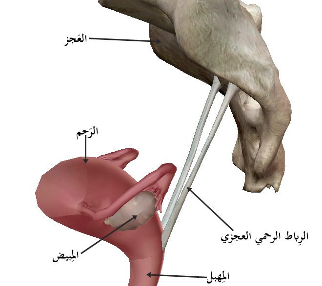 Figura anatômica em vista lateral: par de ligamentos uterossacros unindo a base do útero ao sacro.