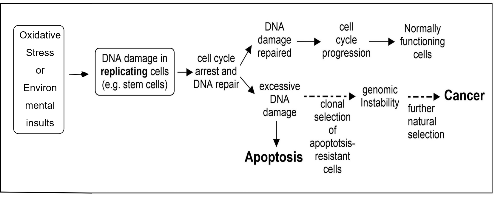 Diagrama de destino celular após dano ao DNA: o dano pode ser reparado; quando excede a capacidade de reparo a célula sofre apoptose (eliminação); células resistentes à apoptose acumulam mutações e podem evoluir para câncer.
