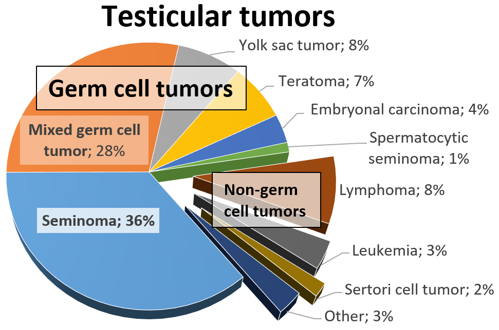 Gráfico de pizza dos tumores testiculares por tipo: os subtipos germinativos (seminoma, misto, saco vitelínico, teratoma, embrionário) ocupam a maior parte; linfoma, leucemia e Sertoli ficam na fatia menor dos não-germinativos.