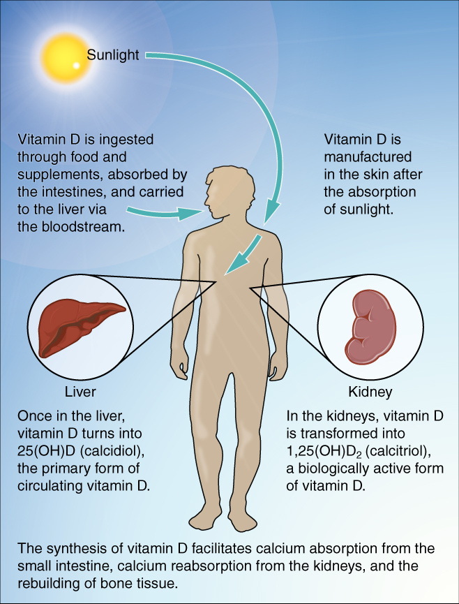 Diagrama do metabolismo da vitamina D: luz solar gera vitamina D na pele; vitamina D da dieta vai ao fígado, onde vira 25(OH)D (calcidiol); nos rins vira 1,25(OH)2D (calcitriol) ativo, que facilita absorção intestinal de cálcio, reabsorção renal e reconstrução óssea.